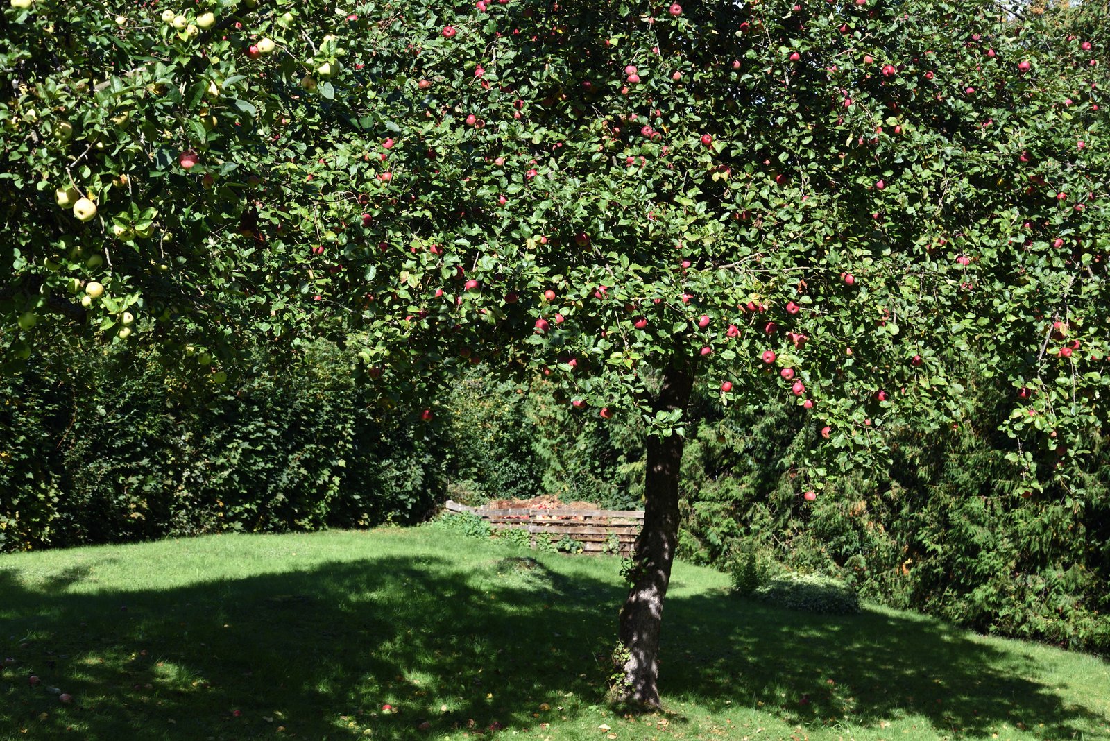 Apfelbaum schneiden Obstbaumschnitt Baumpflege Gummersbach